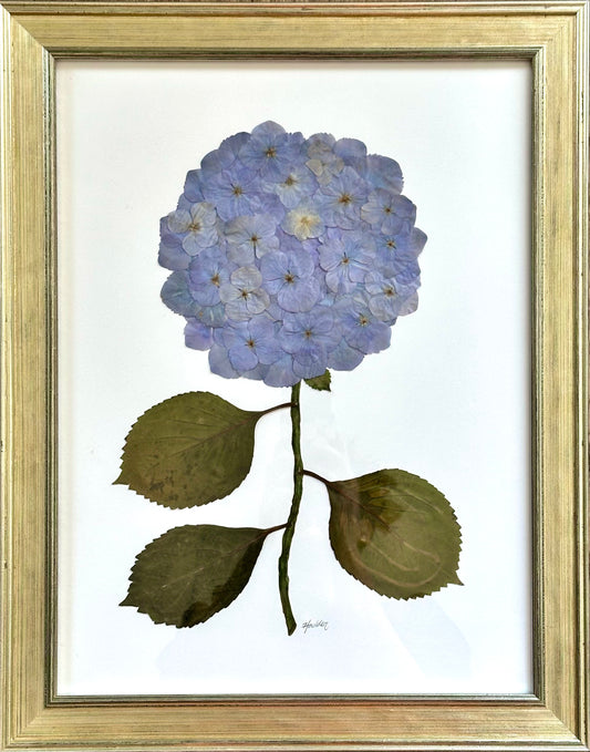 Pressed Blue Hydrangea Framed