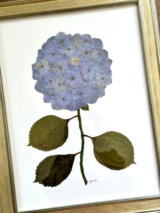 Pressed Blue Hydrangea Framed