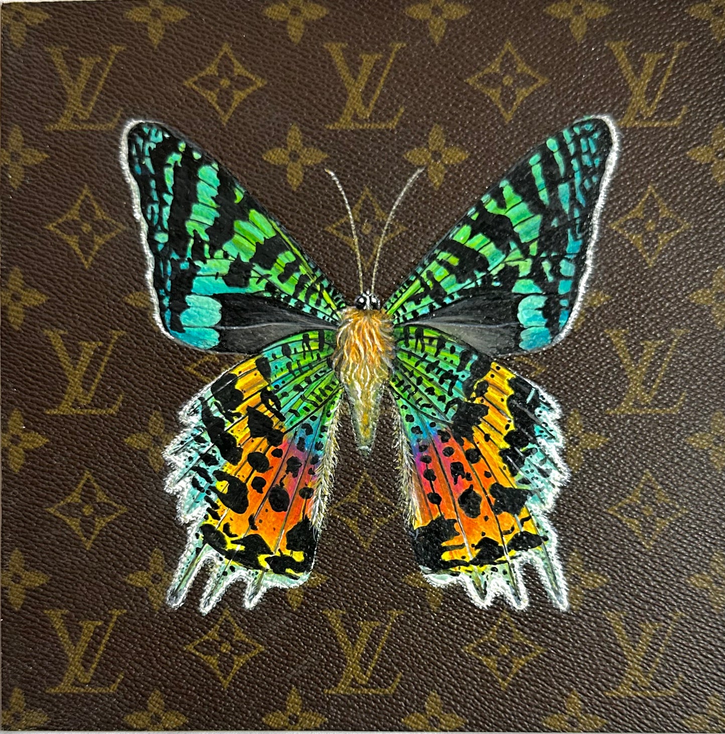 Unframed Sunset Moth Study 2022
