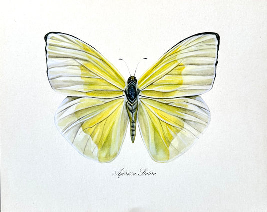 Yellow Butterfly Print