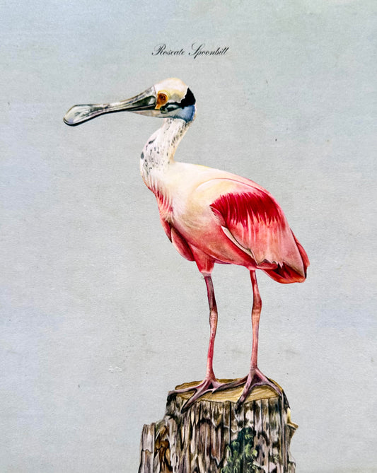 Roseate Spoonbill on Blue