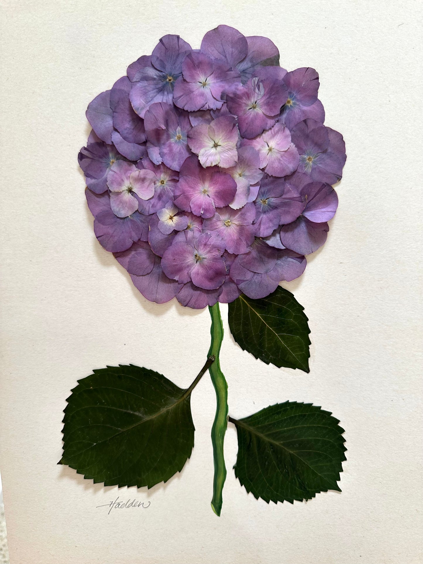 Original Pressed Hydrangea VII/VII