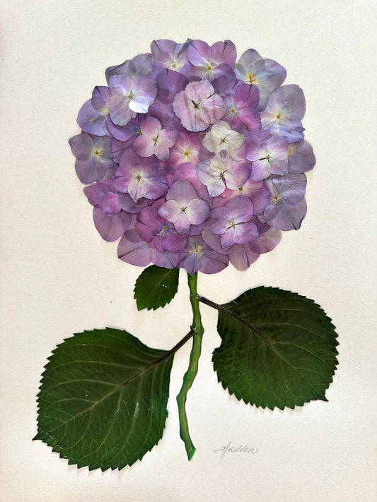 Original Pressed Hydrangea VI/VII