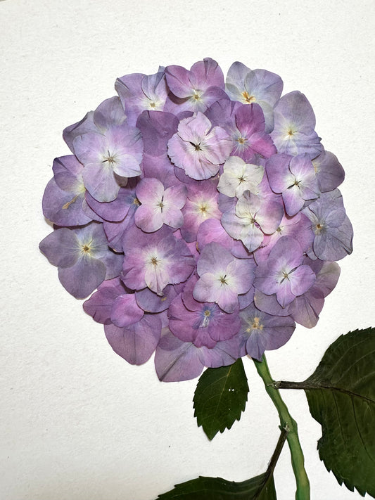 Original Pressed Hydrangea VI/VII