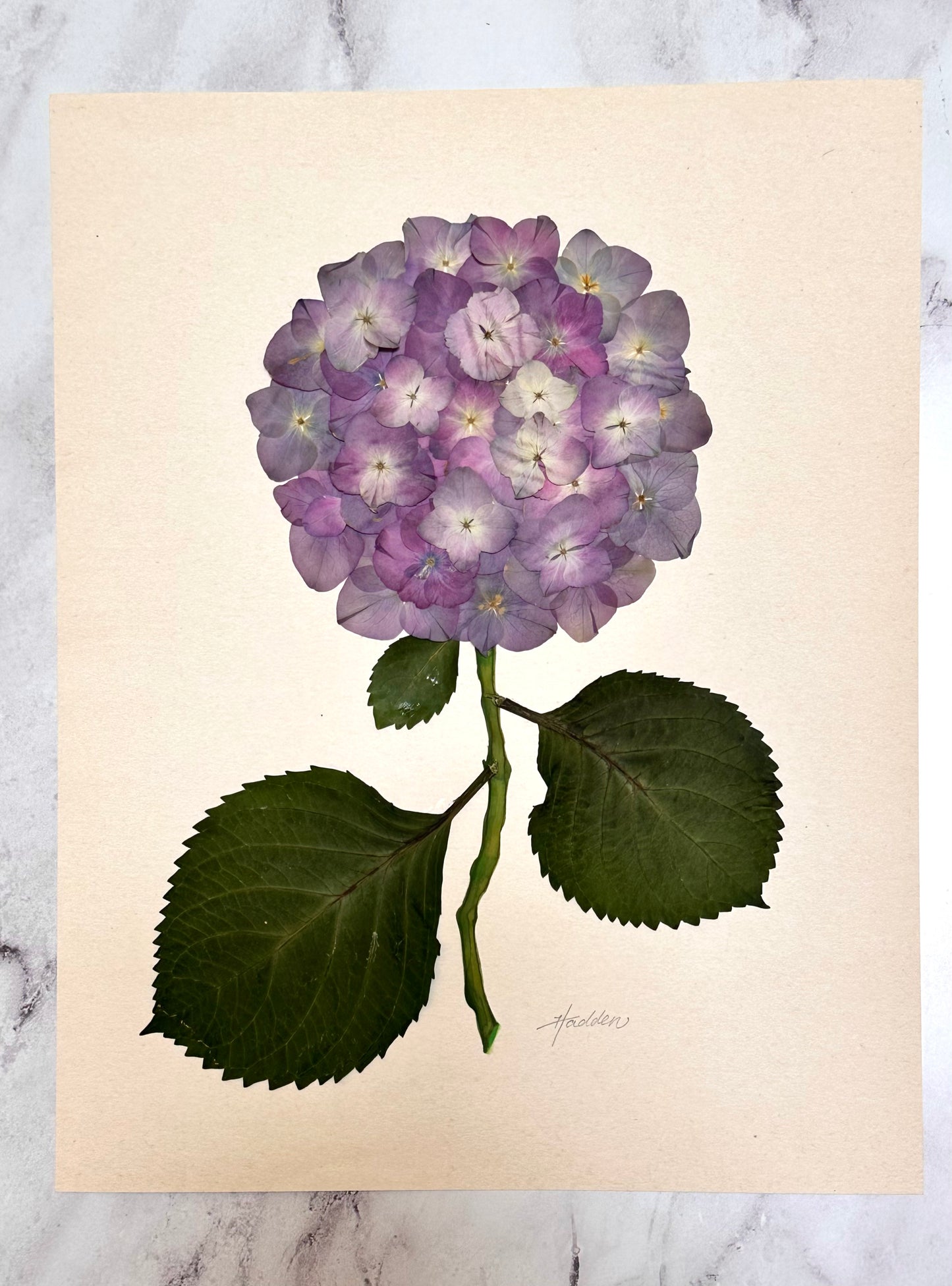 Original Pressed Hydrangea VI/VII