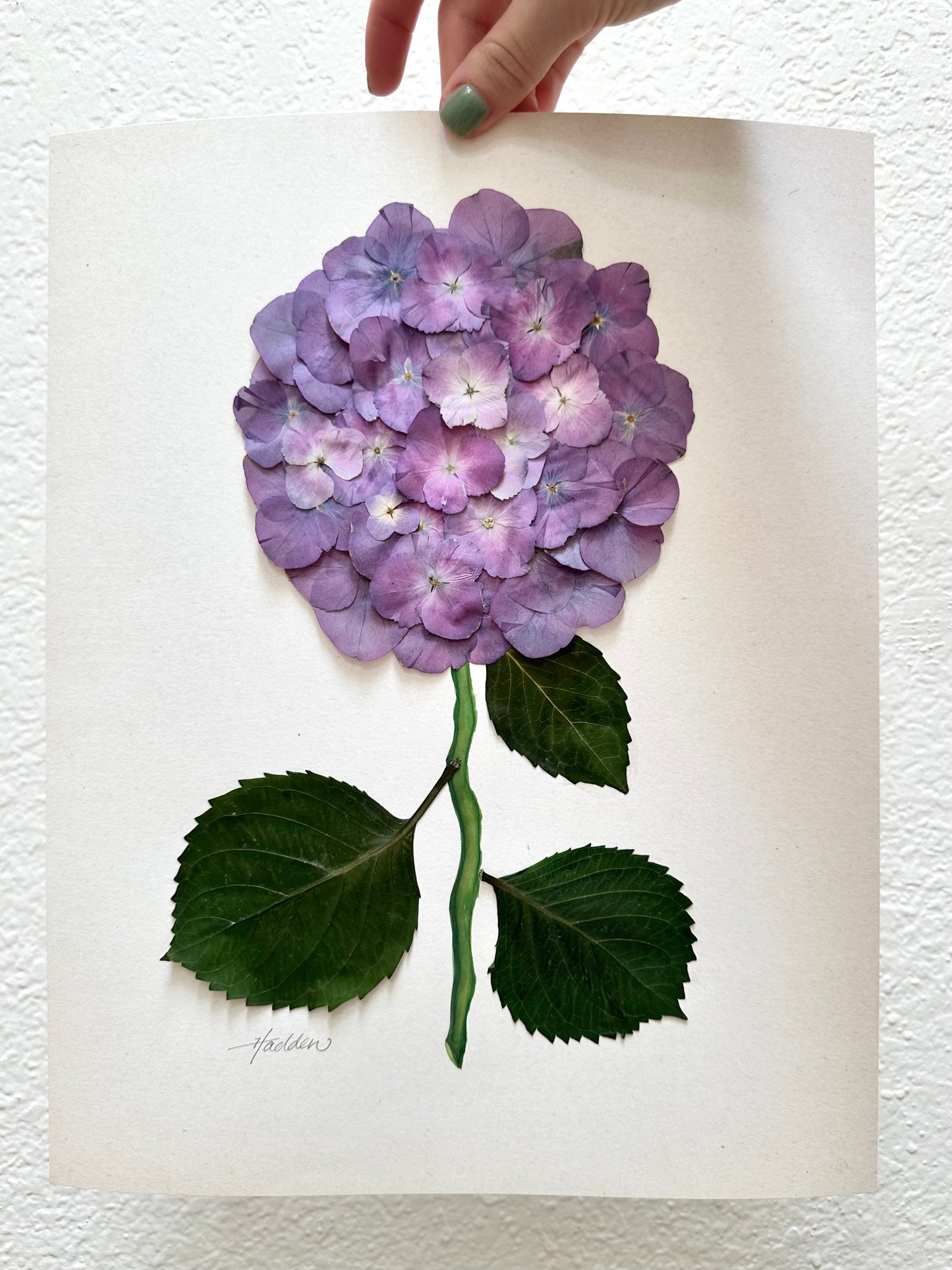 Original Pressed Hydrangea VII/VII
