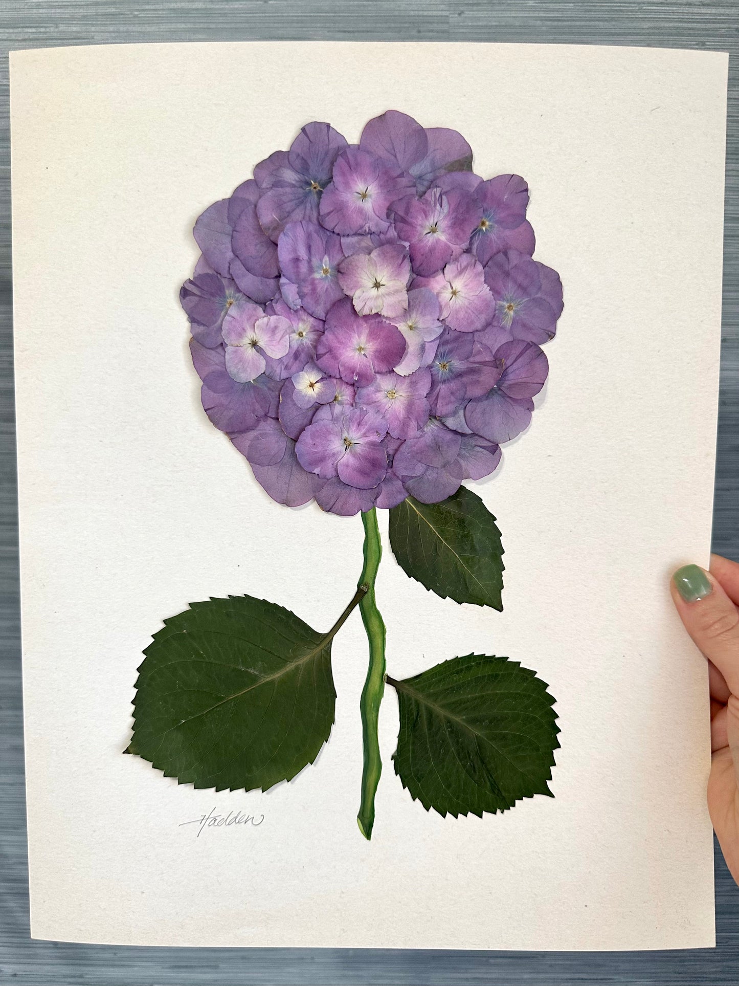 Original Pressed Hydrangea VII/VII