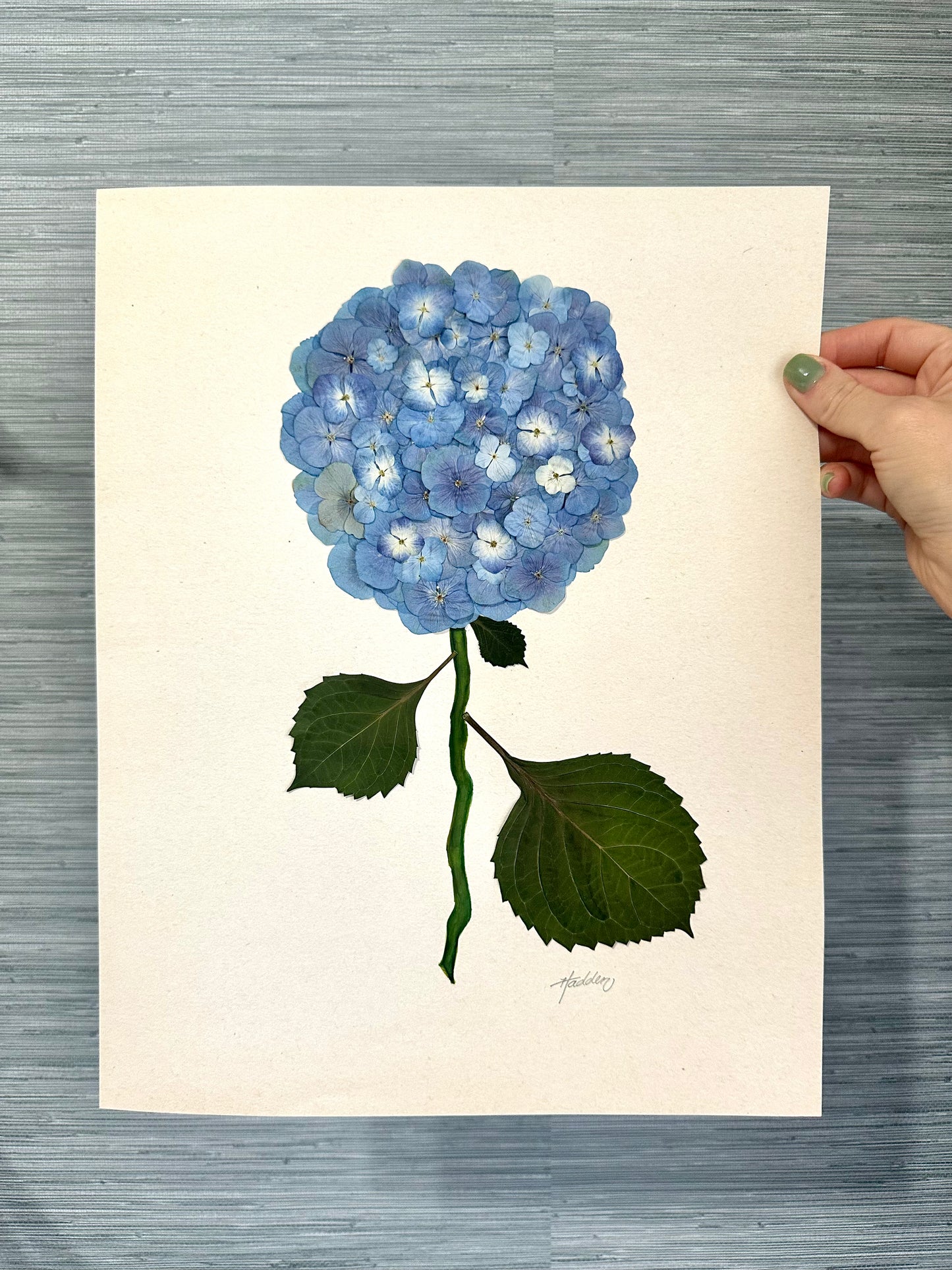 Original Pressed Hydrangea I/VII