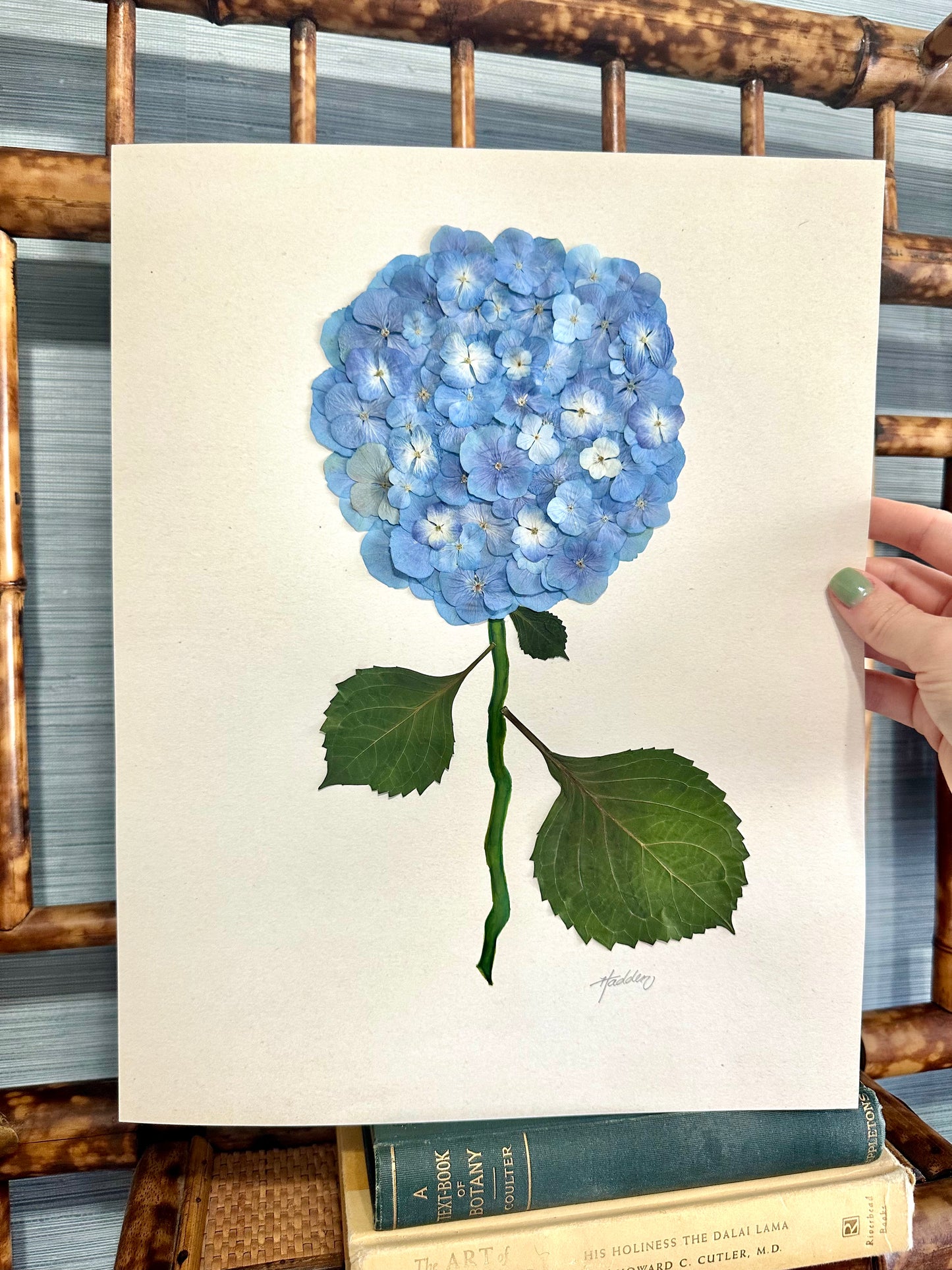 Original Pressed Hydrangea I/VII