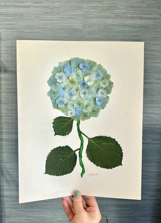 Original Pressed Hydrangea V/VII