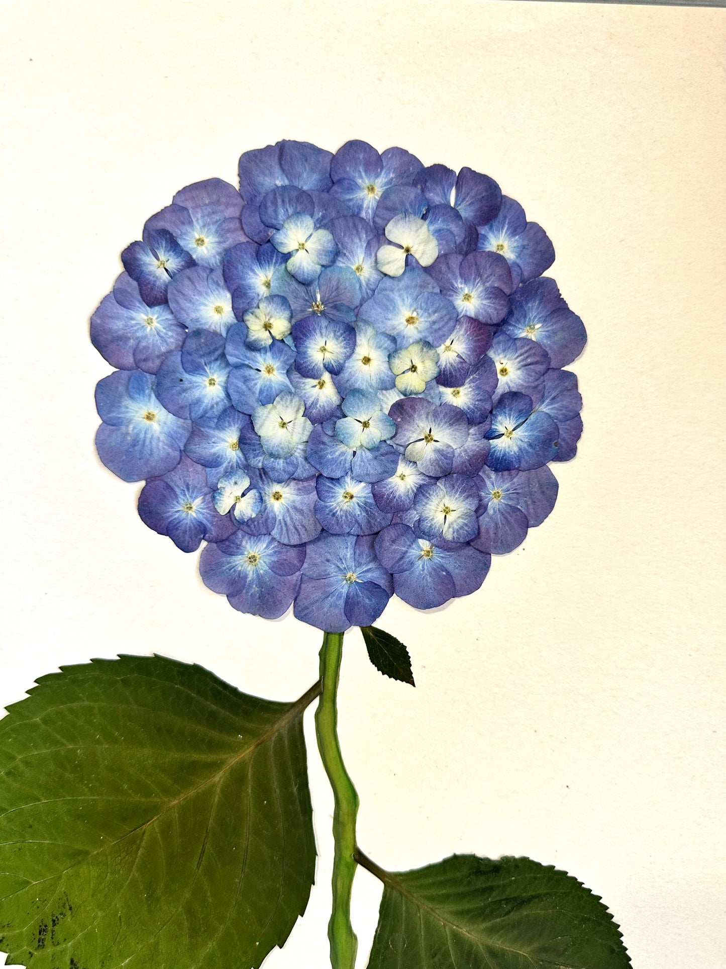 Original Pressed Hydrangea II/VII