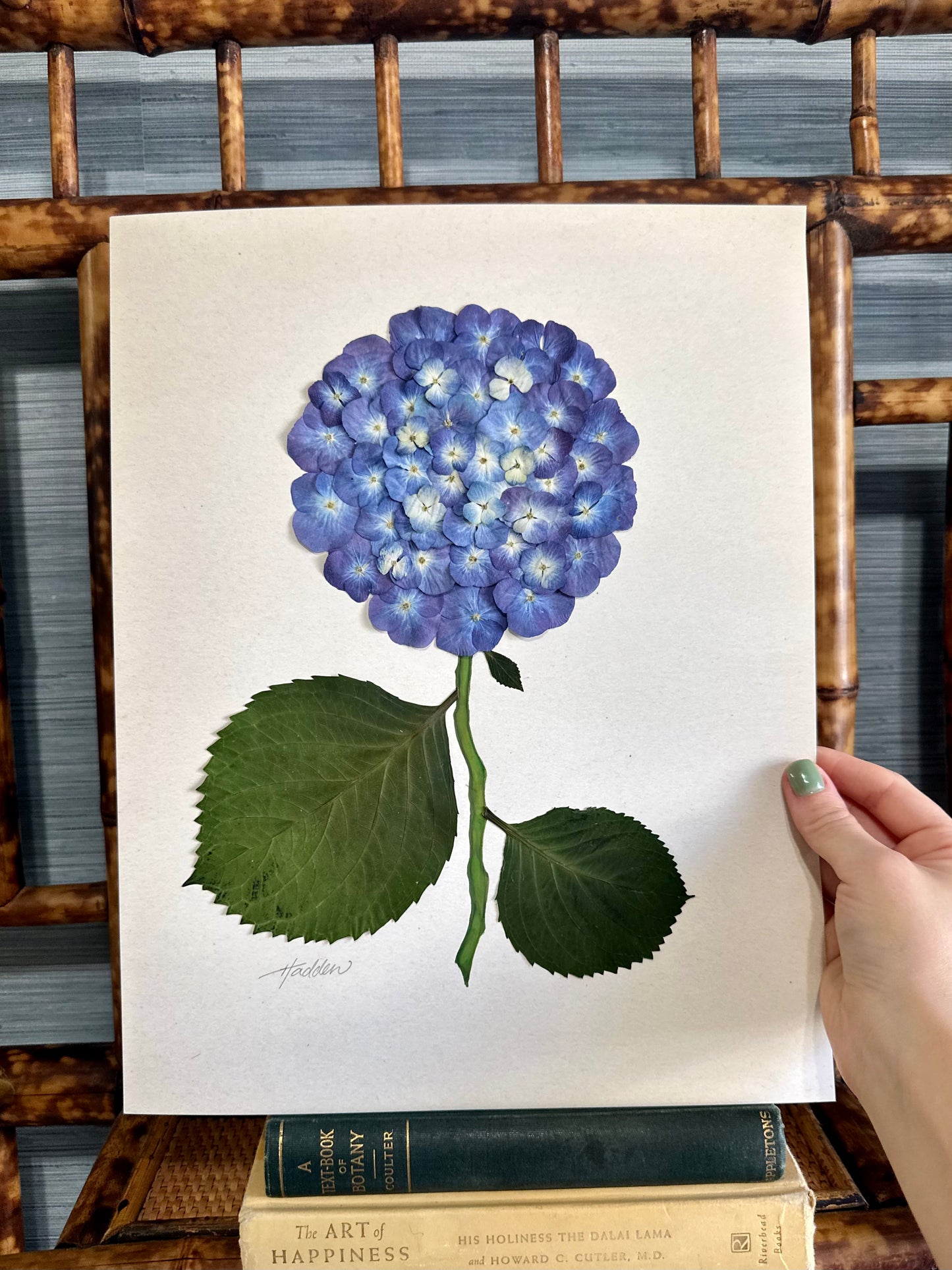 Original Pressed Hydrangea II/VII