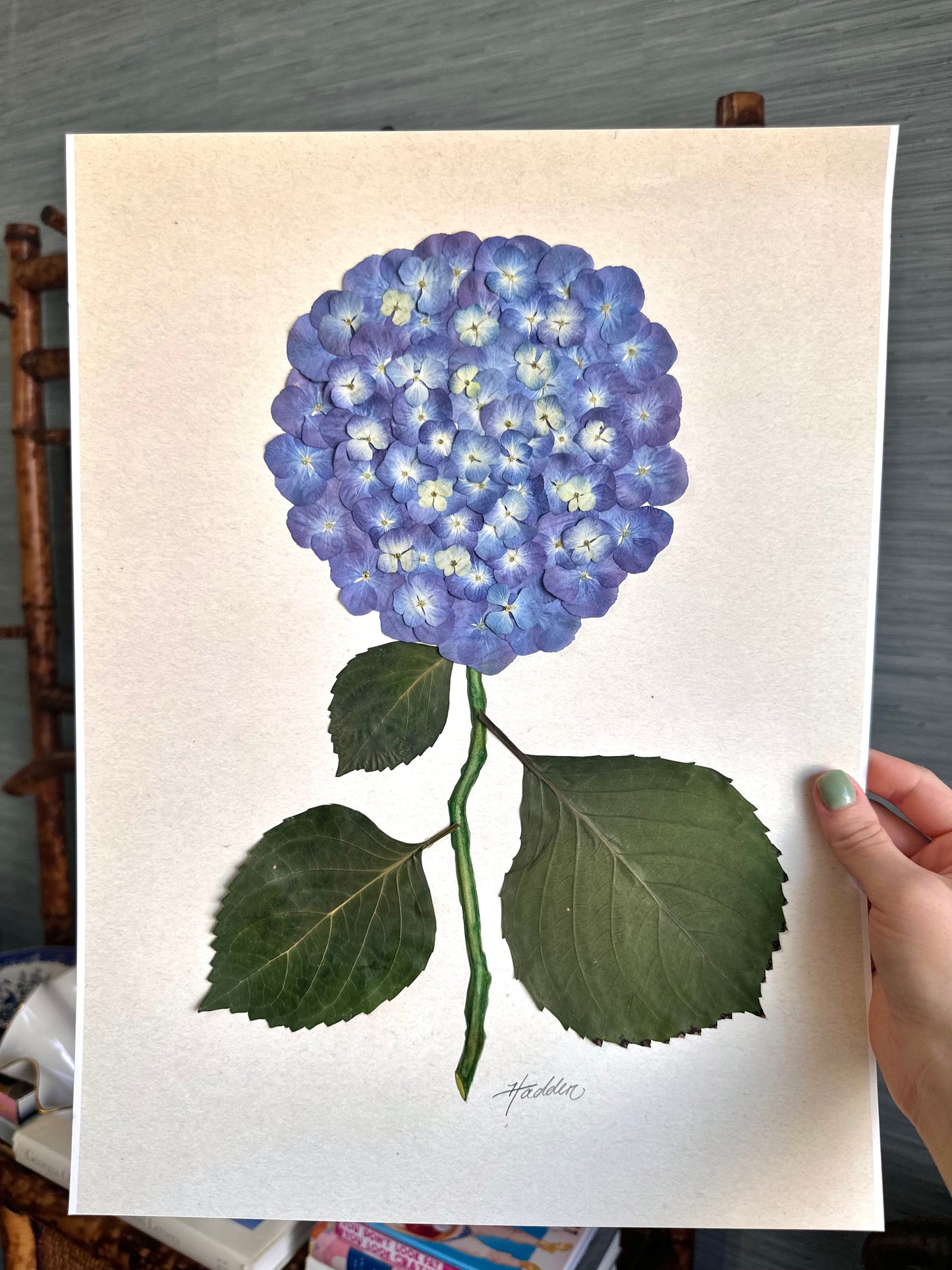 Original Pressed Hydrangea III/VII