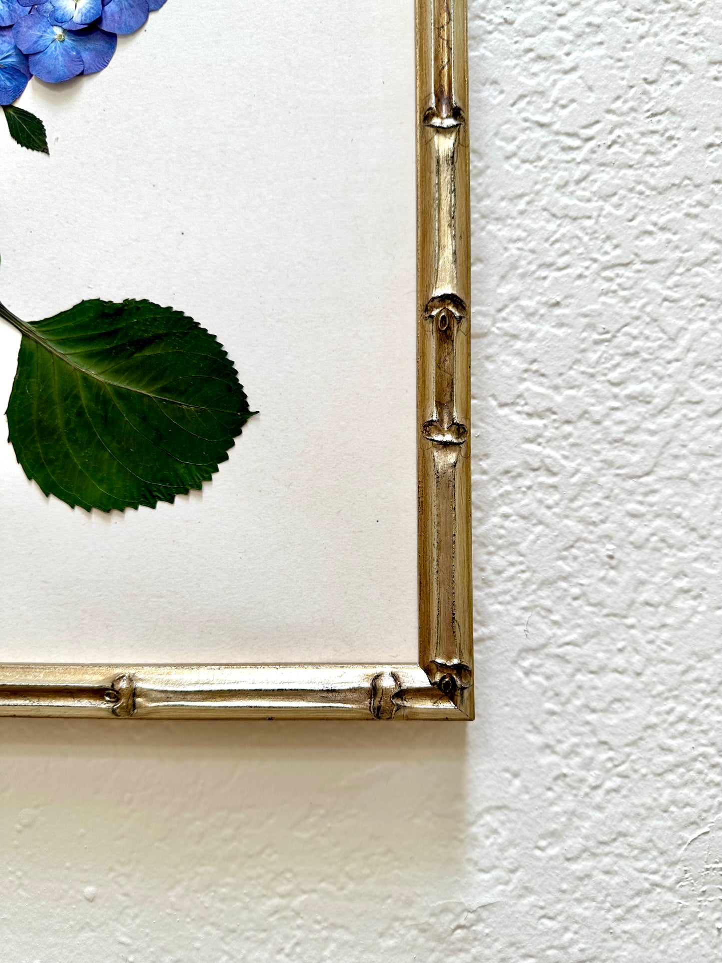 Original Pressed Hydrangea II/VII
