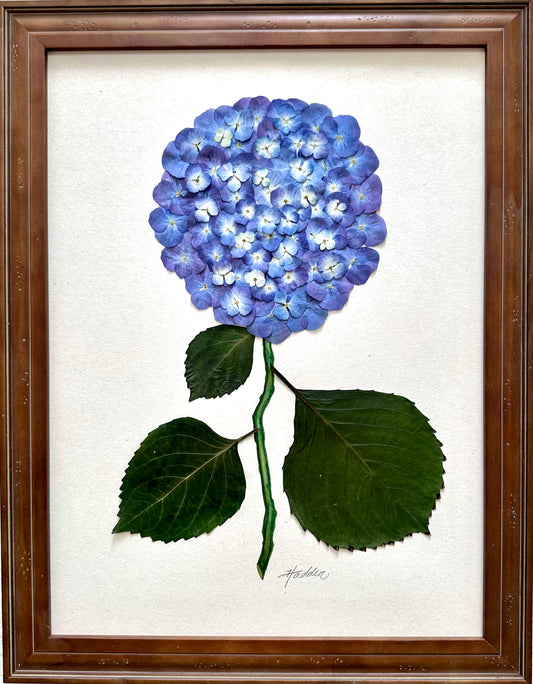 Original Pressed Hydrangea III/VII