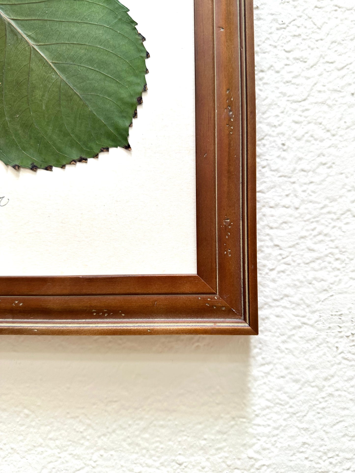 Original Pressed Hydrangea III/VII