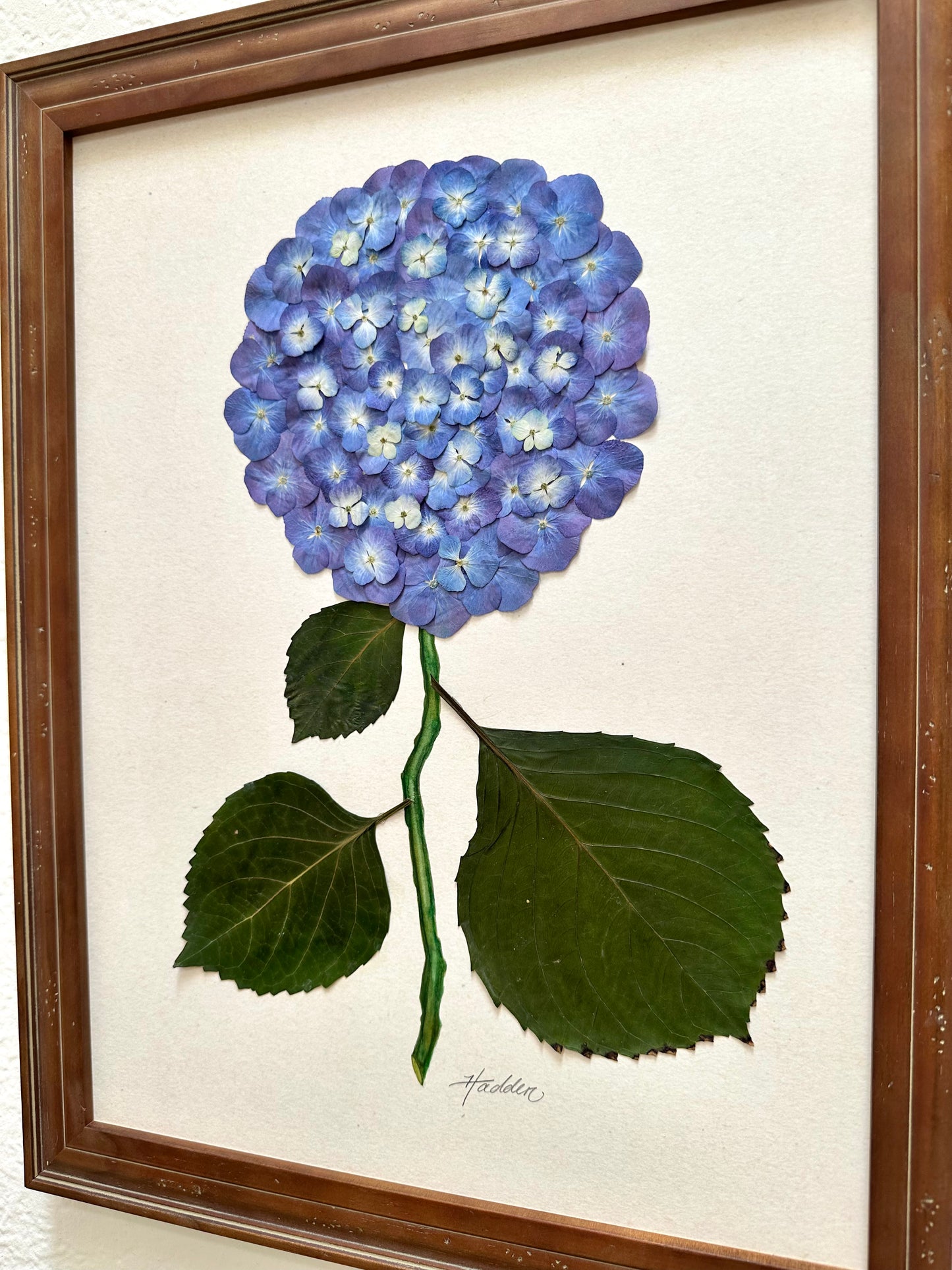 Original Pressed Hydrangea III/VII