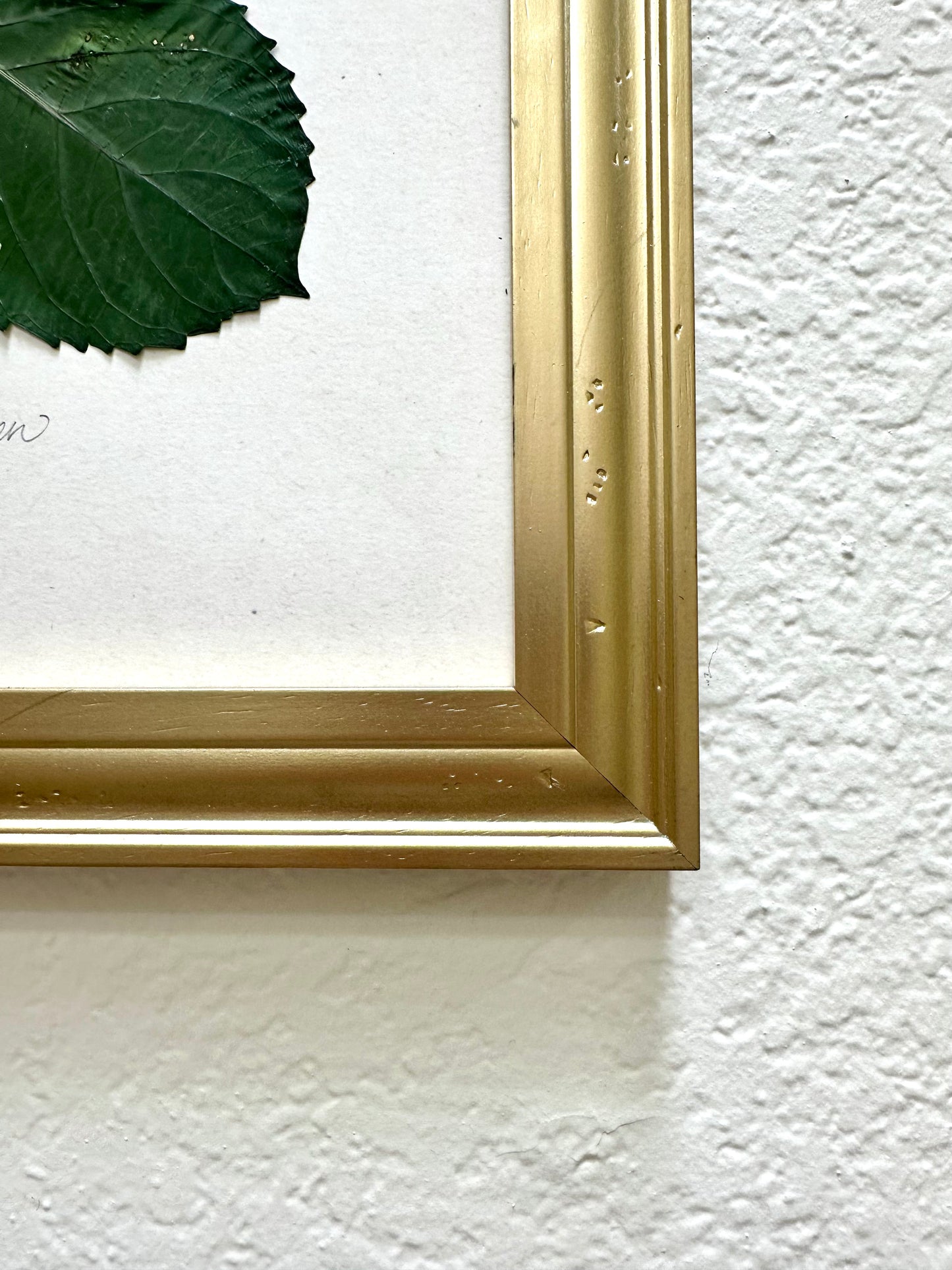 Original Pressed Hydrangea V/VII