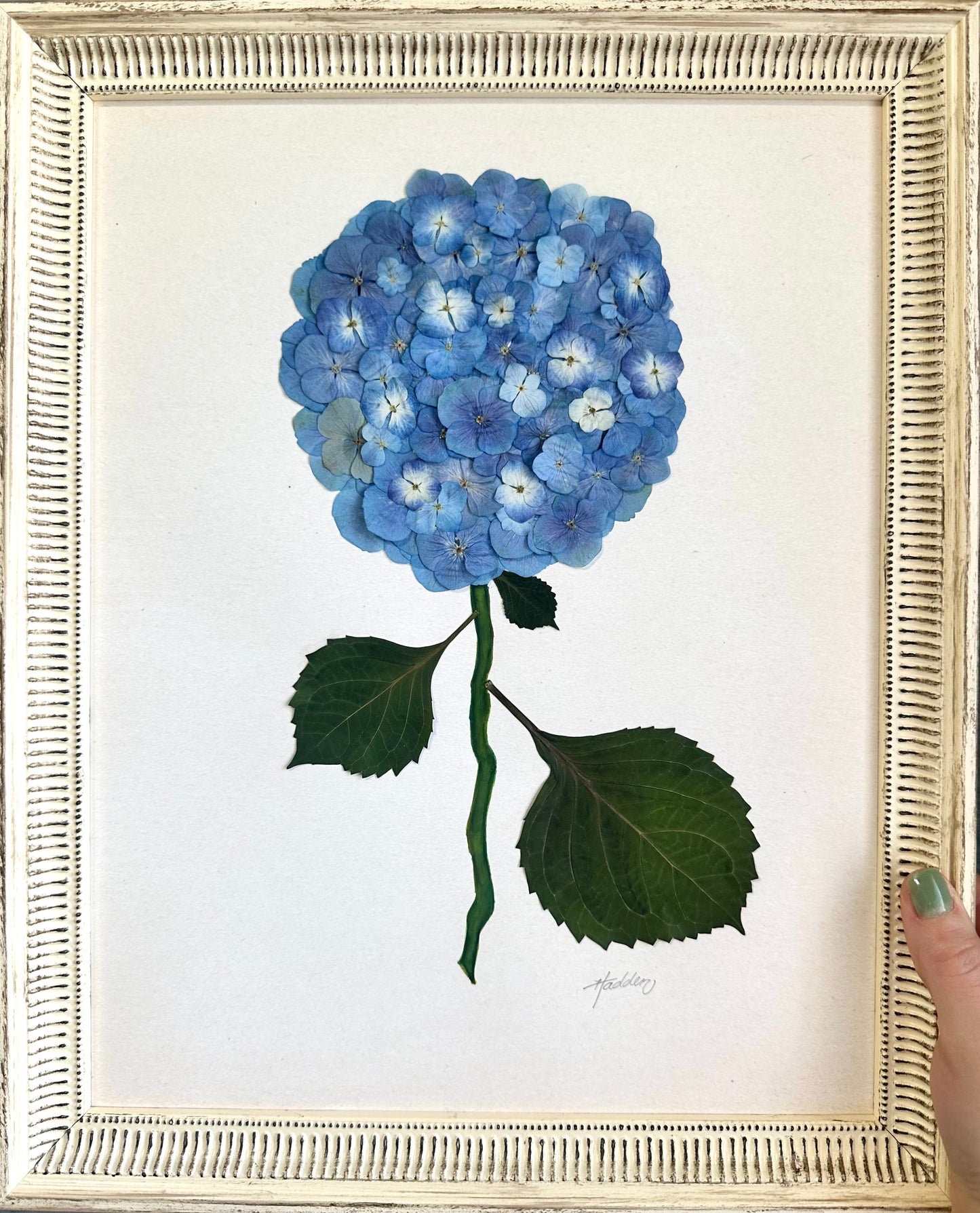 Original Pressed Hydrangea I/VII