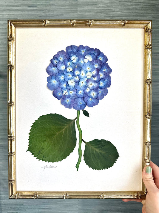 Original Pressed Hydrangea II/VII