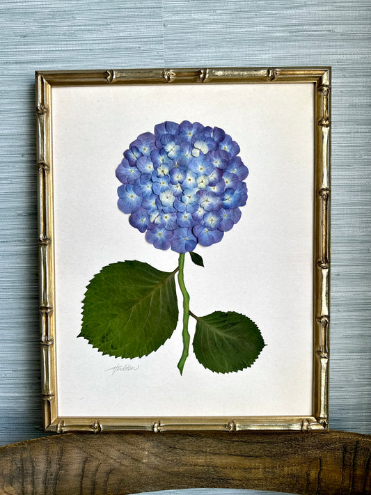 Original Pressed Hydrangea II/VII
