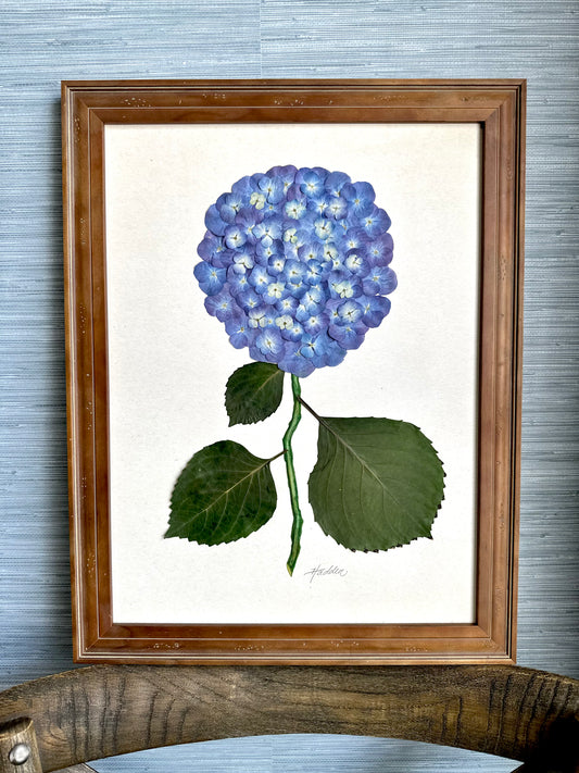 Original Pressed Hydrangea III/VII