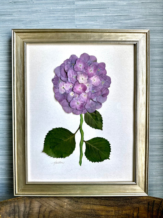 Original Pressed Hydrangea VII/VII