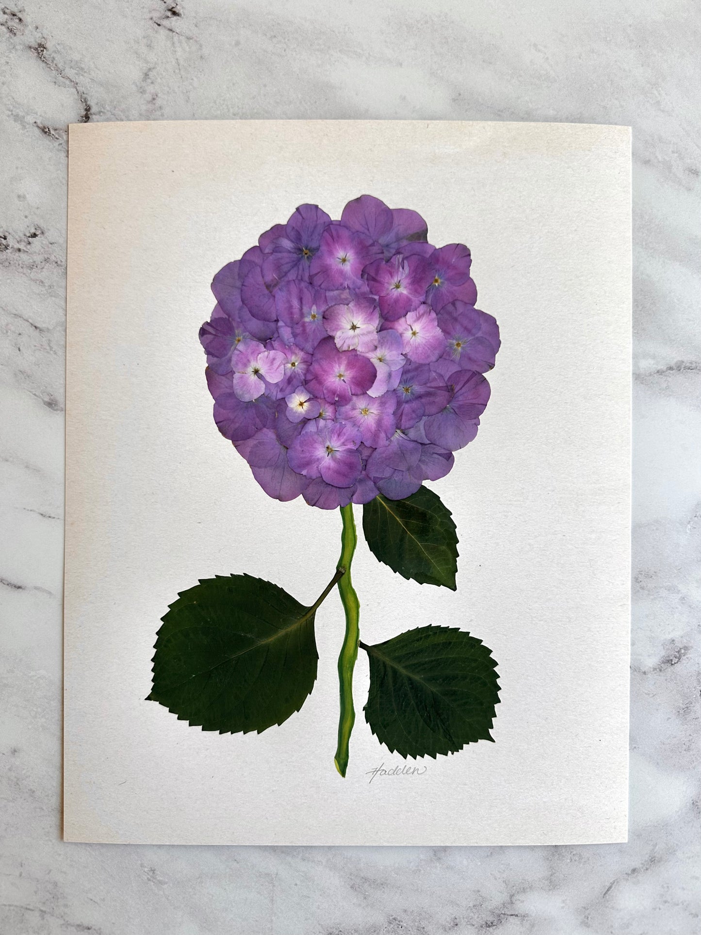 Purple Pressed Hydrangea Giclée Print on Cream