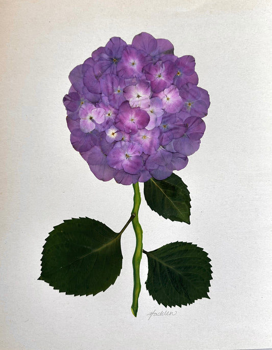 Purple Pressed Hydrangea Giclée Print on Cream