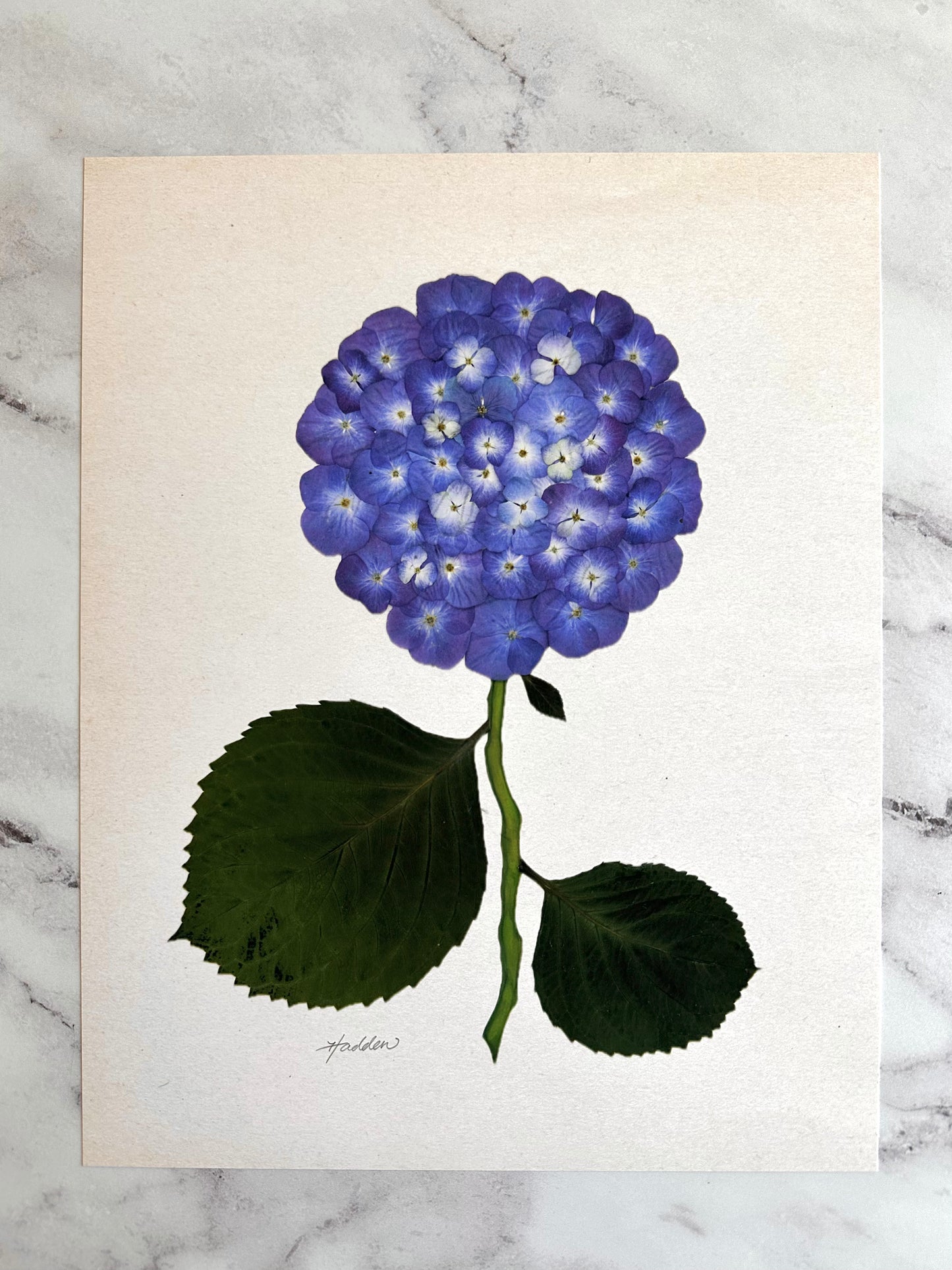 Indigo Pressed Hydrangea Giclée Print on Cream