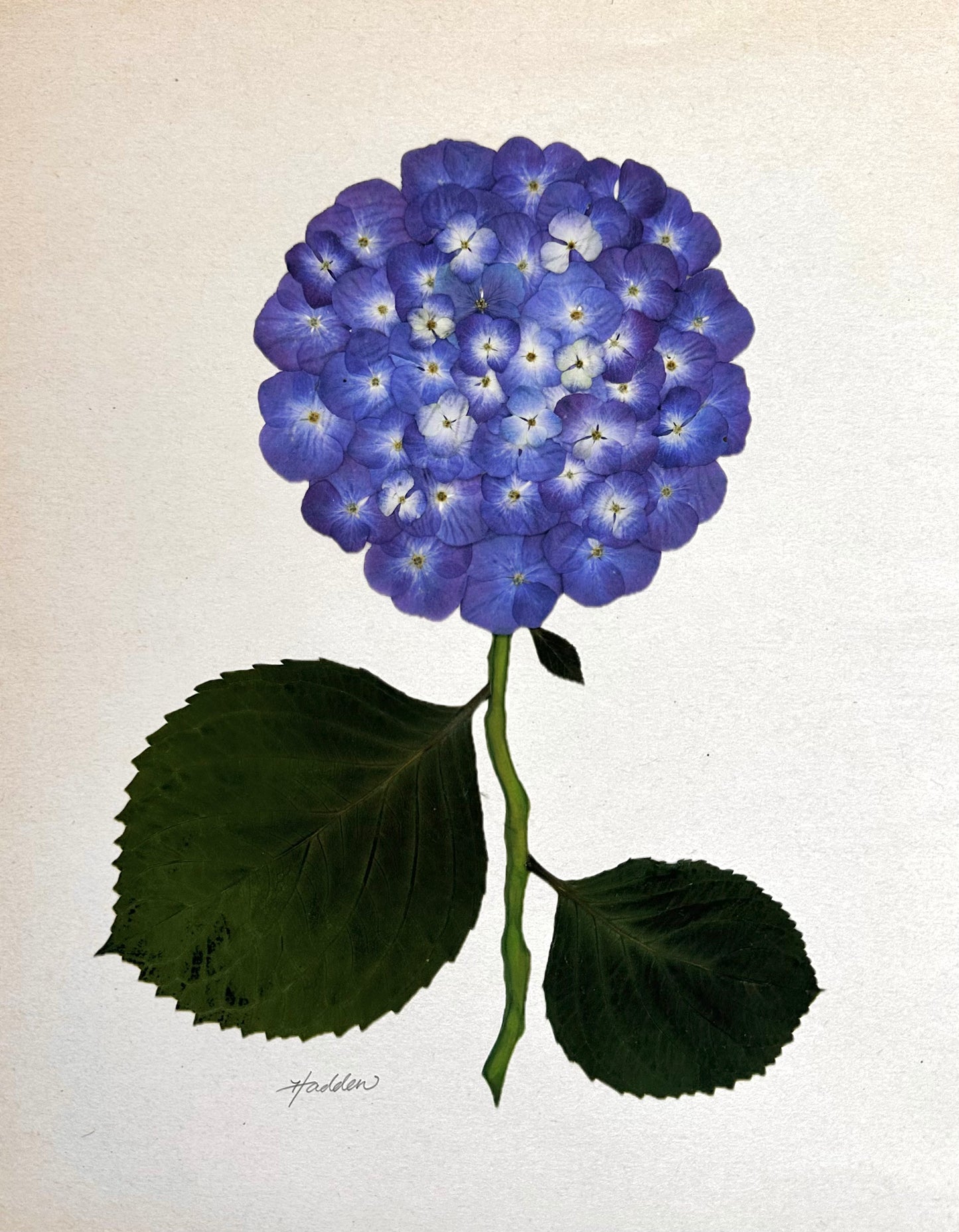 Indigo Pressed Hydrangea Giclée Print on Cream