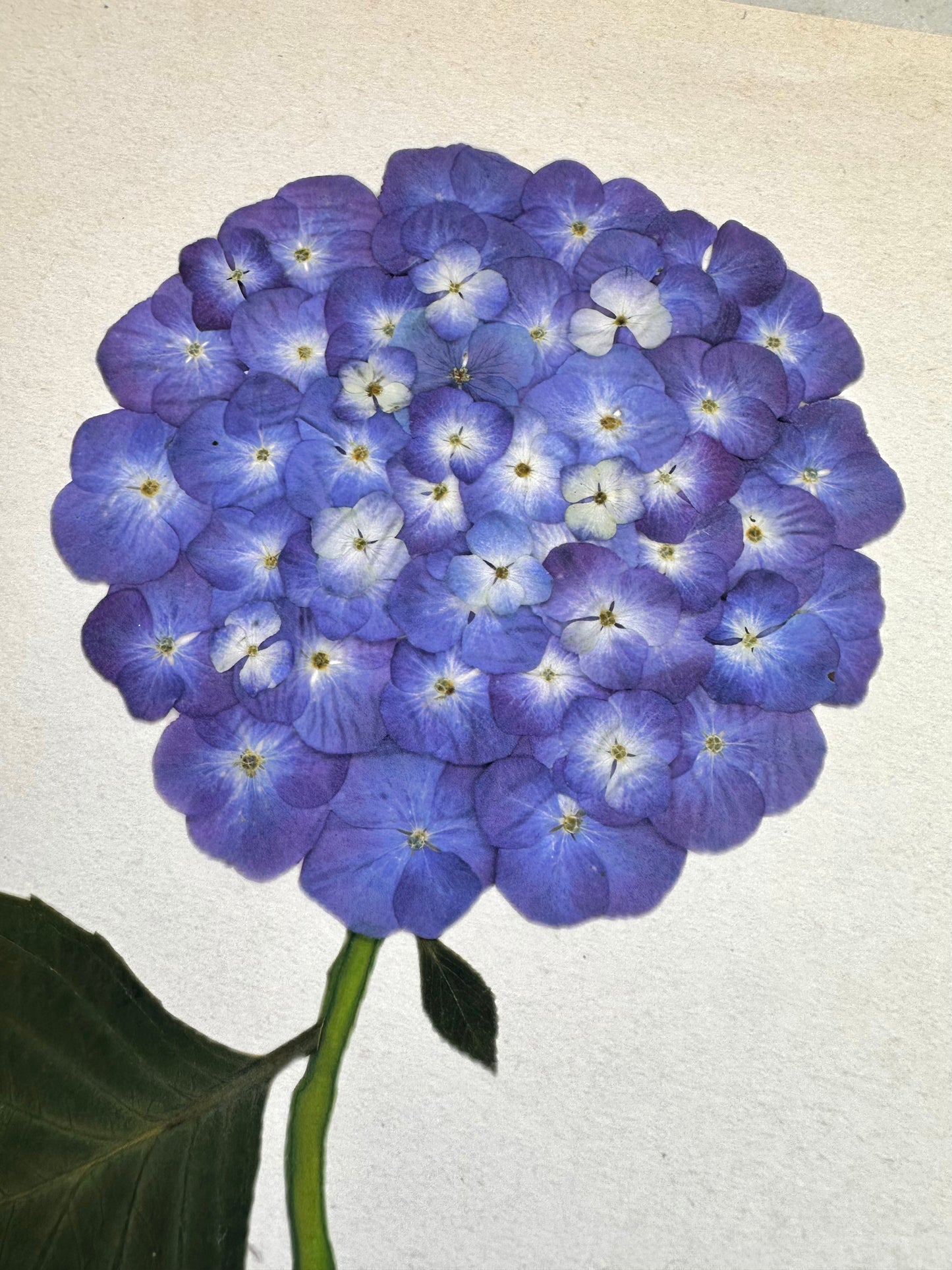 Indigo Pressed Hydrangea Giclée Print on Cream