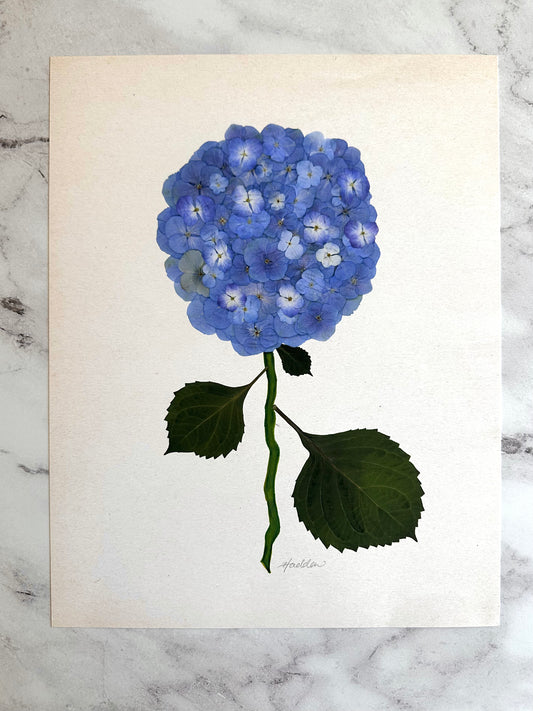 Blue Pressed Hydrangea Giclée Print on Cream
