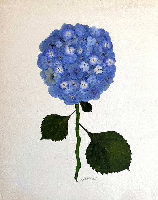 Blue Pressed Hydrangea Giclée Print on Cream