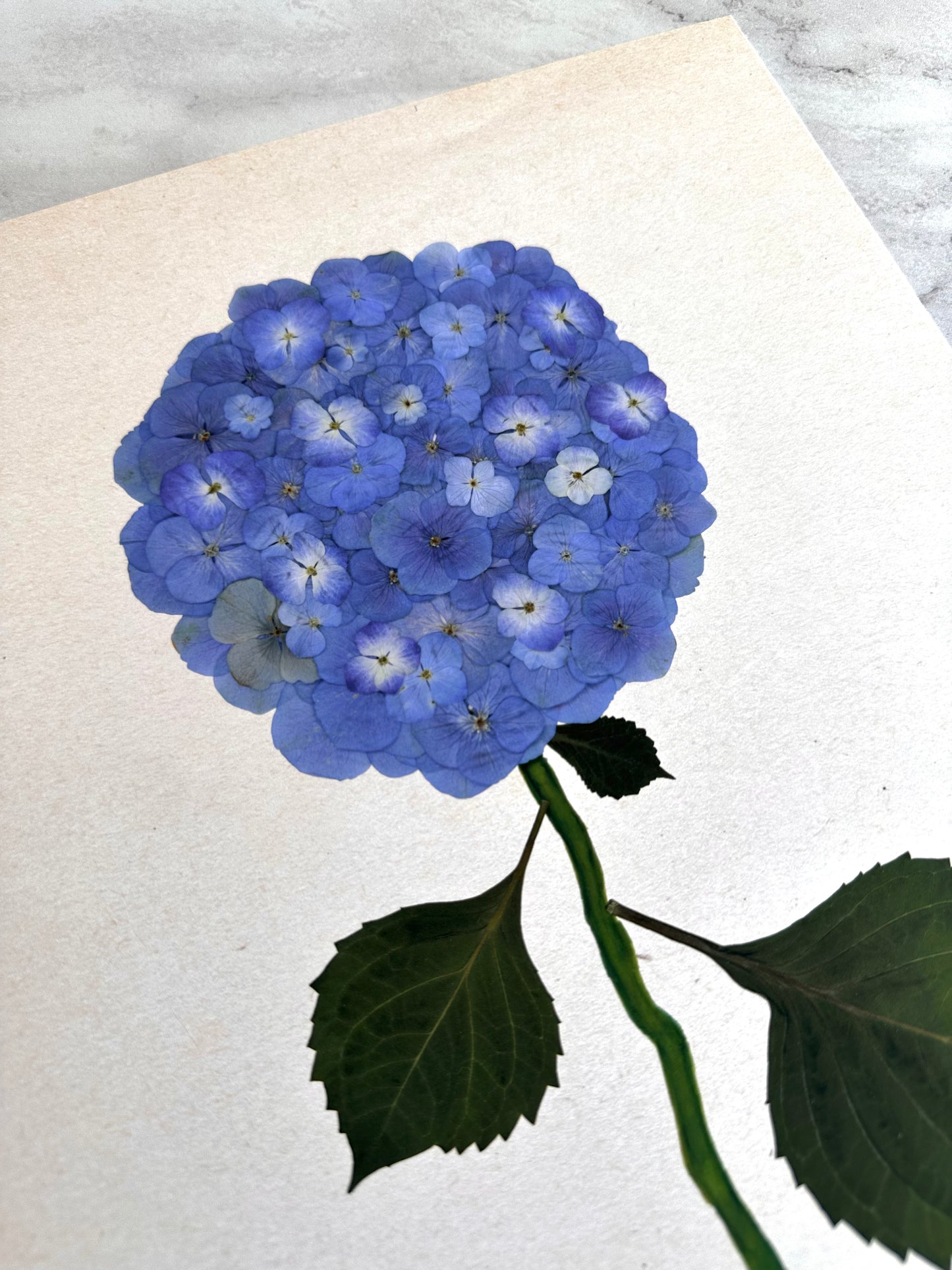 Blue Pressed Hydrangea Giclée Print on Cream
