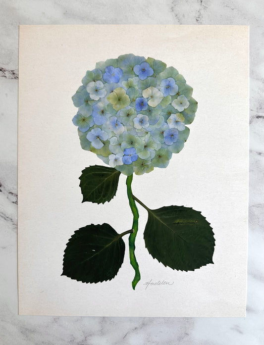 Green Pressed Hydrangea Giclée Print on Cream