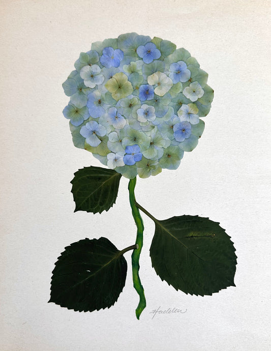Green Pressed Hydrangea Giclée Print on Cream
