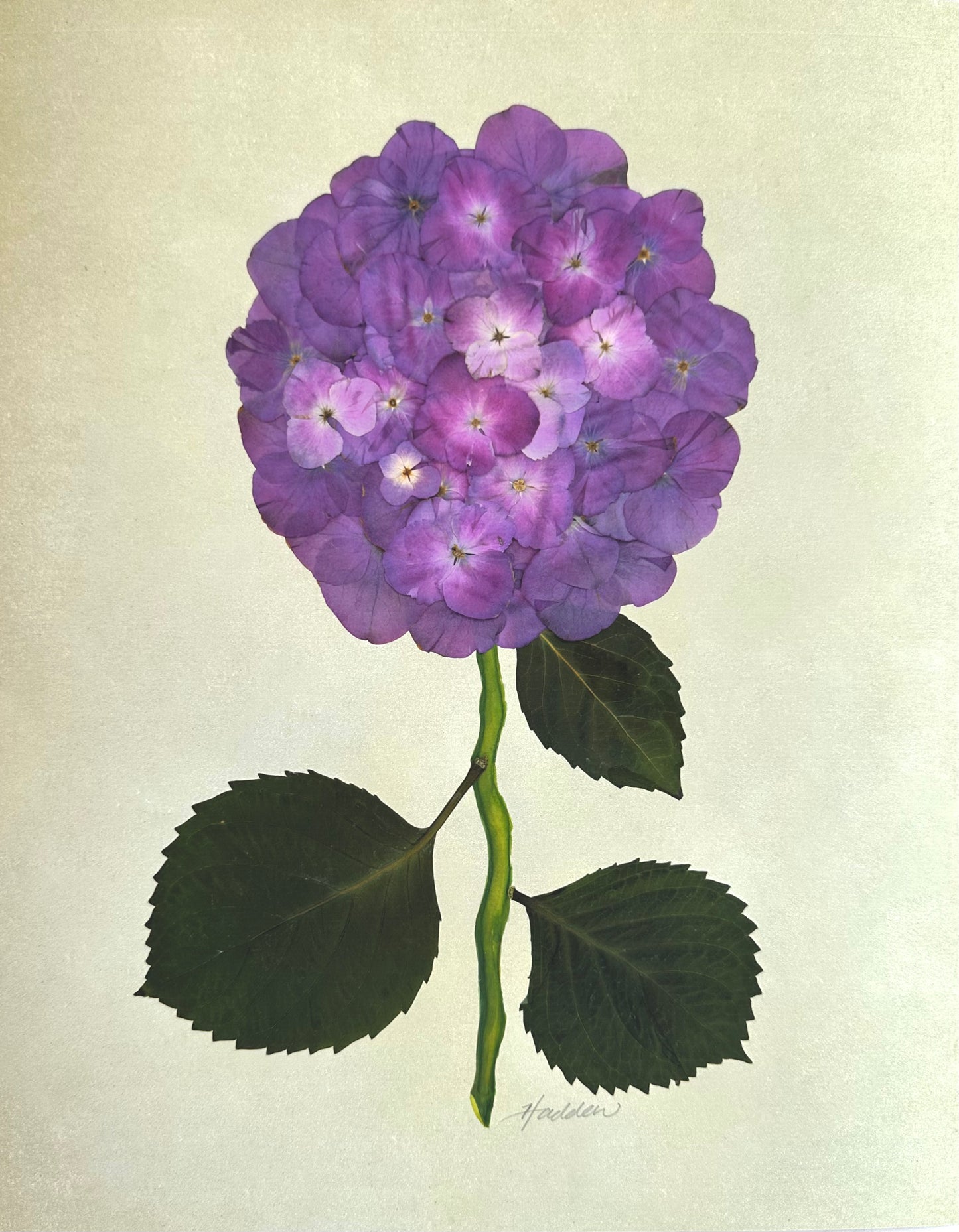 Purple Pressed Hydrangea Giclée Print on Green