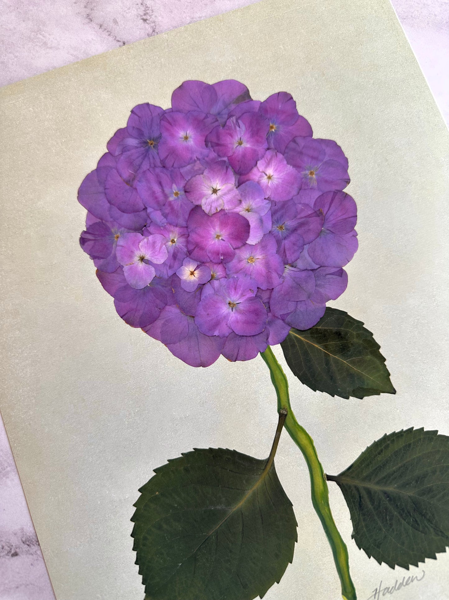 Purple Pressed Hydrangea Giclée Print on Green