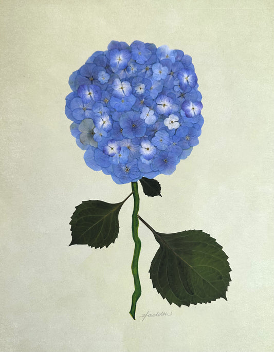 Blue Pressed Hydrangea Giclée Print on Green