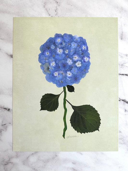 Blue Pressed Hydrangea Giclée Print on Green