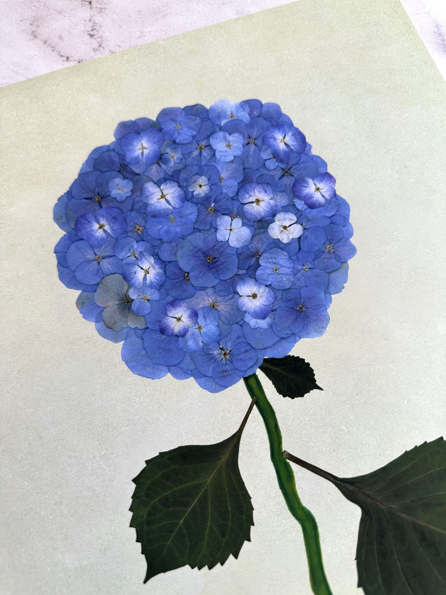 Blue Pressed Hydrangea Giclée Print on Green