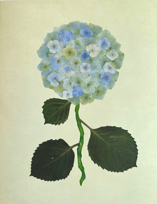 Green Pressed Hydrangea Giclée Print on Green