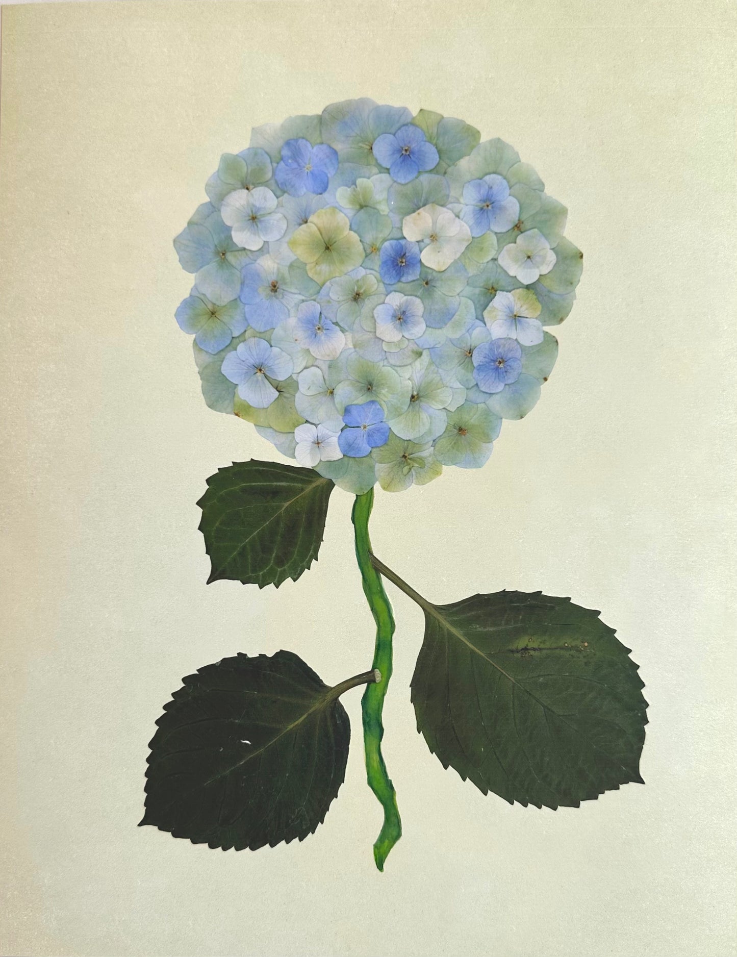 Green Pressed Hydrangea Giclée Print on Green