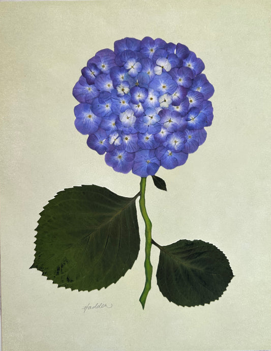 Indigo Pressed Hydrangea Giclée Print on Green
