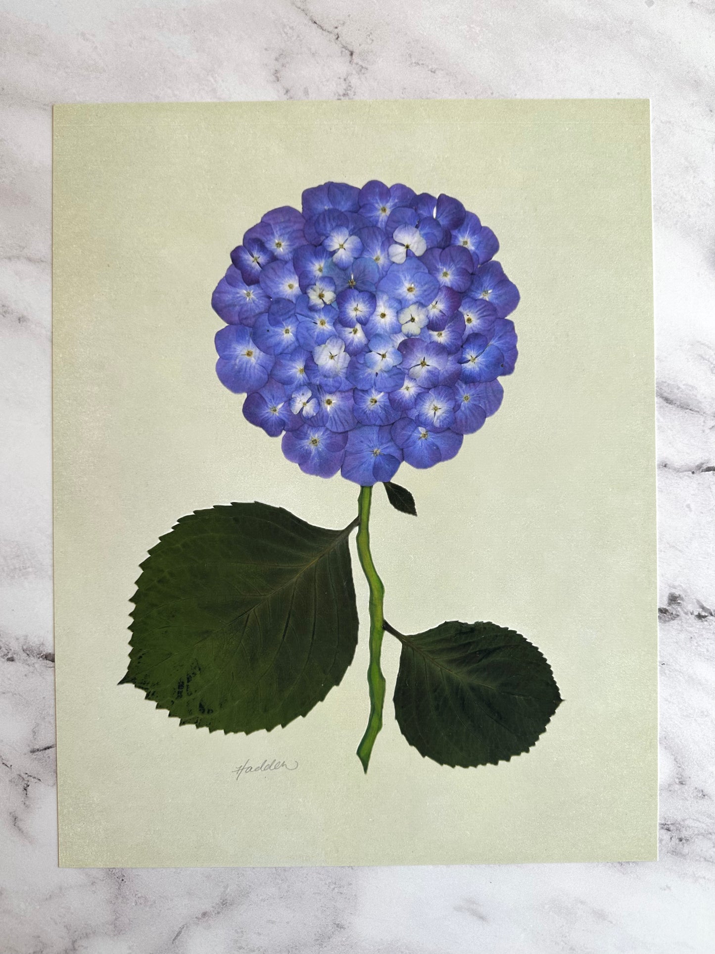 Indigo Pressed Hydrangea Giclée Print on Green