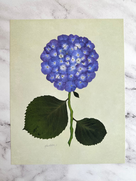 Indigo Pressed Hydrangea Giclée Print on Green