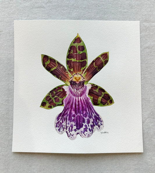 Original Jumpin Jack Orchid