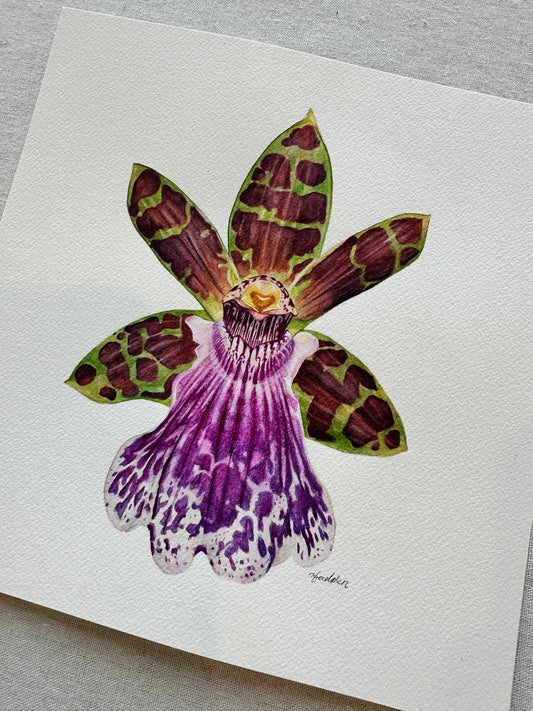 Original Jumpin Jack Orchid