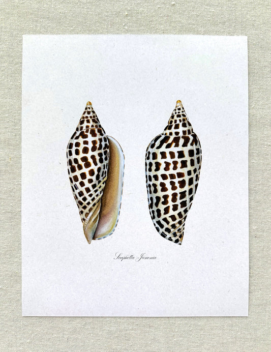 Junonia Print